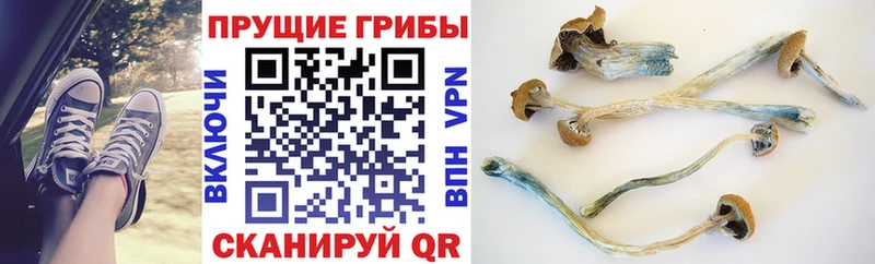Галлюциногенные грибы Psilocybine cubensis Темников